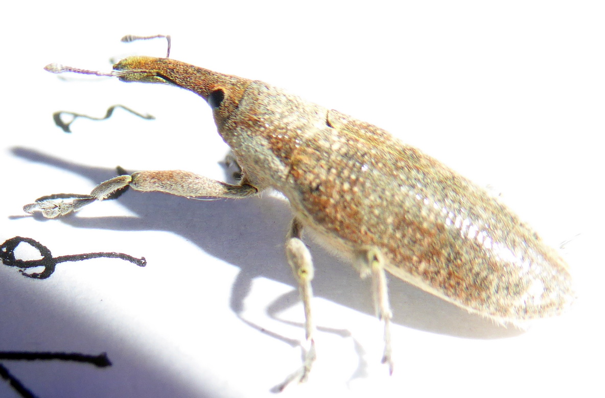 Lixus da identificare: Lixus (Dilixellus) pulverulentus